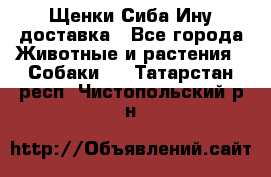 Щенки Сиба Ину доставка - Все города Животные и растения » Собаки   . Татарстан респ.,Чистопольский р-н